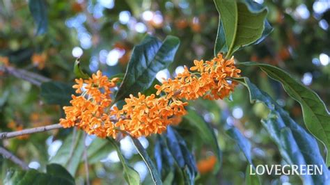 花木|「庭木・花木」植物一覧（条件から探す）｜図鑑検索｜みんなの 